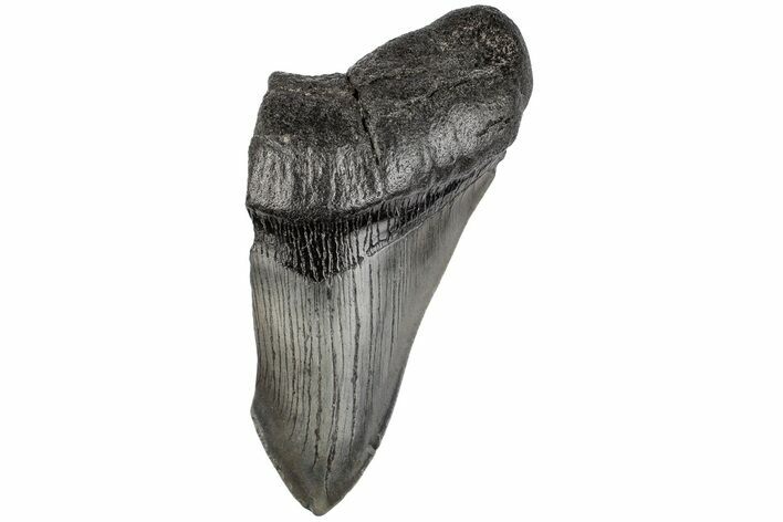 4.56" Partial, Fossil Megalodon Tooth 